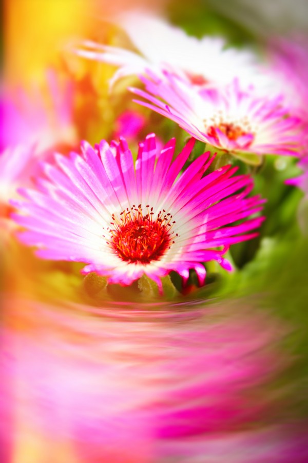 Sun worshippers pinkdream by Dagmar Marina